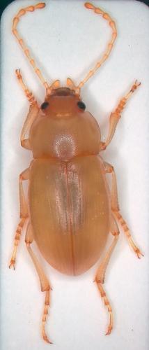 Réf. 271 057 : Xanthomus pallidus
